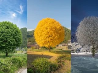 ผลงานภาพถ่ายจากช่างภาพชาวญี่ปุ่น Y. Takase นำเสนอเรื่องราวเป็นภาพของการติดตามและถ่ายภาพต้นไม้โดยเฉพาะนี้